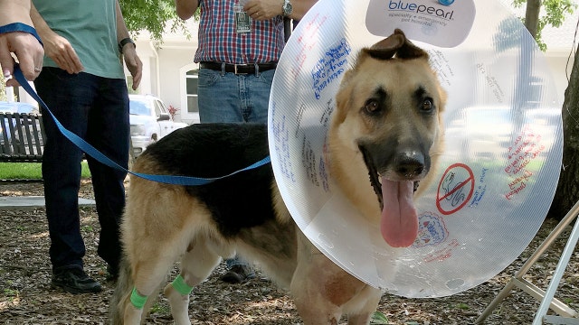 Dog that saved little girl from rattlesnake goes home