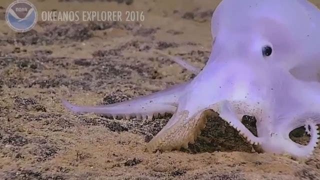 Ghostlike octopod found off Hawaii's coast