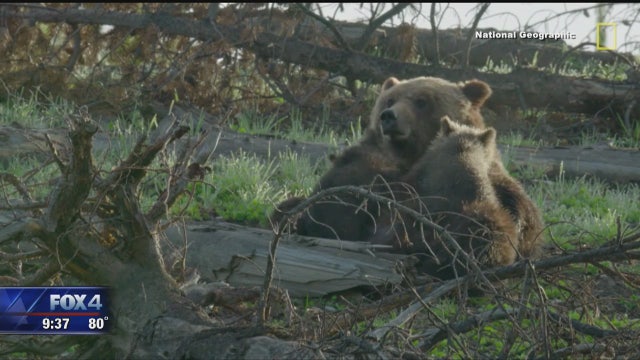 See Yellowstone National Park with a special live simulcast