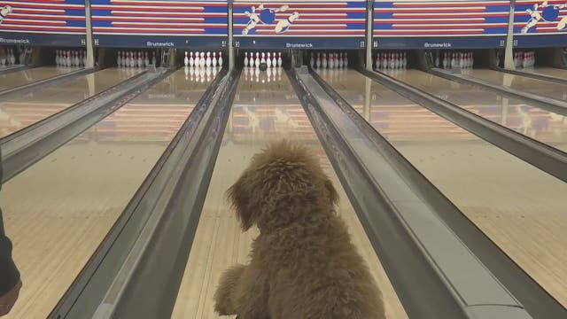 WATCH: Adorable 8-month-old Goldendoodle loves to bowl