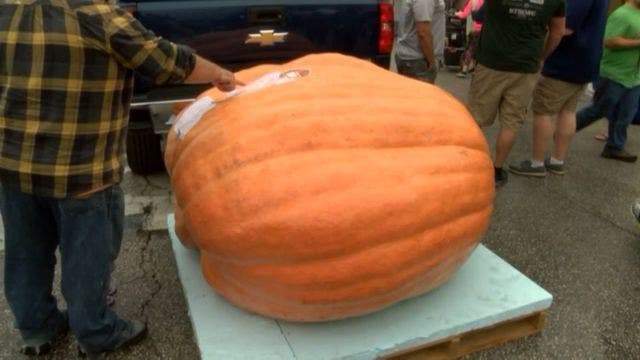 Record-breaking Missouri pumpkin weighs in at 1,500 pounds