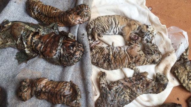 Bodies of 40 tiger cubs found in Thai temple freezer