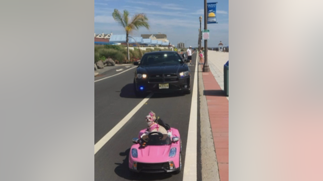Cop pulls car over, but doesn't ticket the driver because.. it's a dog driving