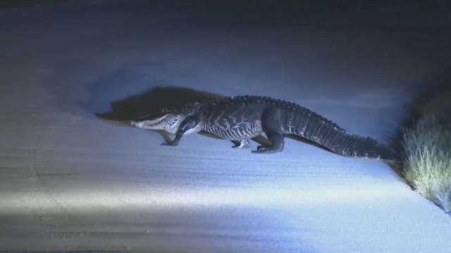 8-foot alligator surprises Miami security guard