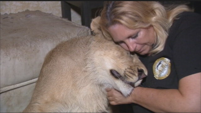 Sanctuary cares for lion with rare genetic disorder