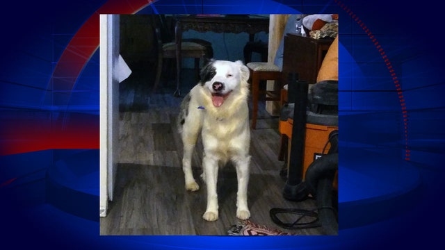 Firefighter adopts dog rescued from house fire that claimed 45 cats, 5 dogs, parrot