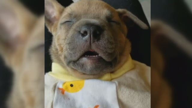 Sleeping puppy in pajamas is melting hearts everywhere (VIDEO)