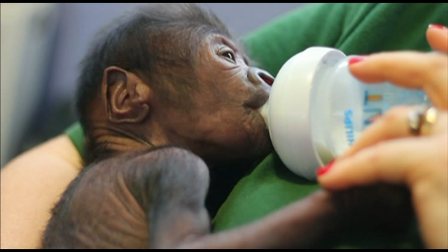 Veterinarians race to save the life of a baby gorilla