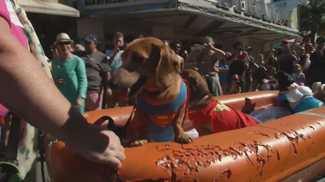 Dachshunds take over Key West in annual NYE walk