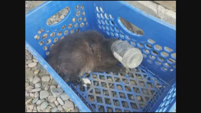 Cat stuck in peanut butter jar gives birth to 4 kittens before dying