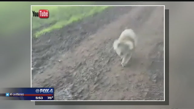 VIDEO: Koala chases ATV