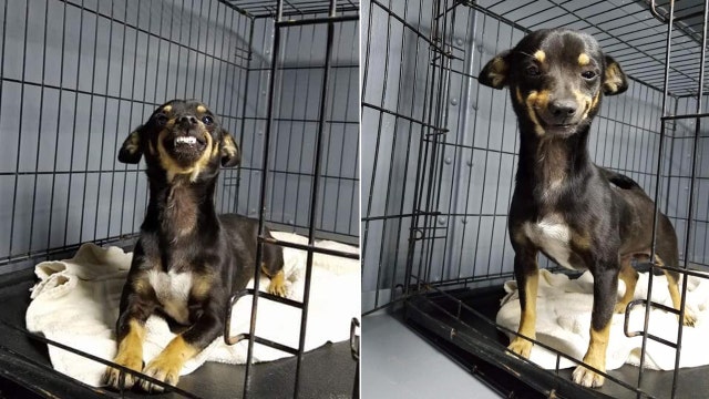Everyone's in love with this rescue pup's toothy grin