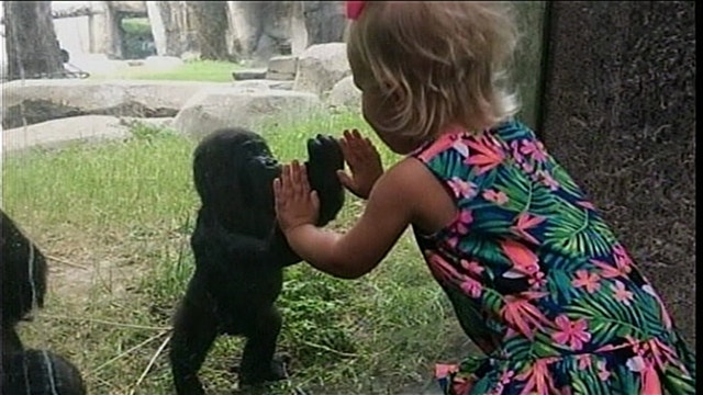 Picture of 2-year-old and baby gorilla at Fort Worth Zoo goes viral