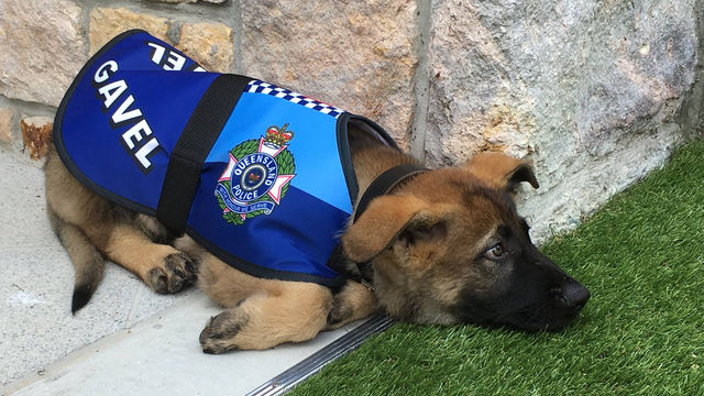 Dog who flunked out of police academy lands job with governor