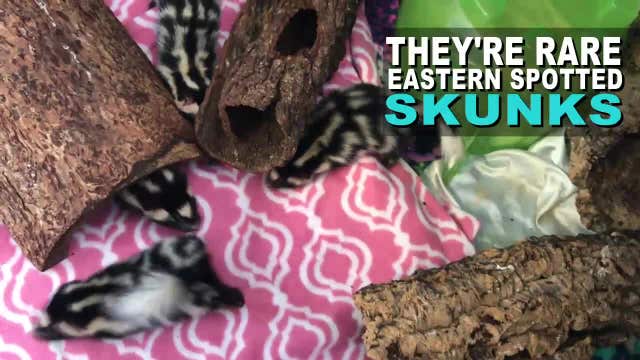 Five adorable orphaned baby skunks rescued