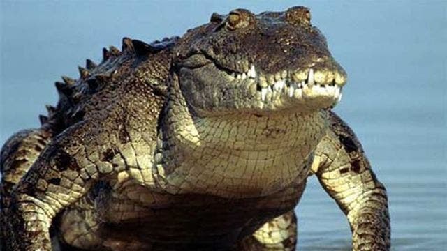 Indonesia considers prison guarded by crocodiles because they can't be bribed