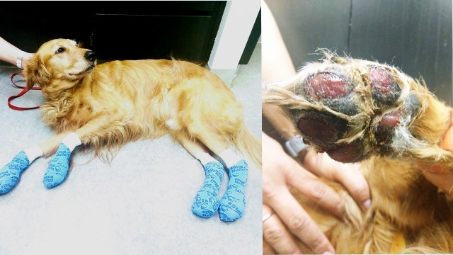 Vet issues summer walk warning after treating dog with burned off paw pads