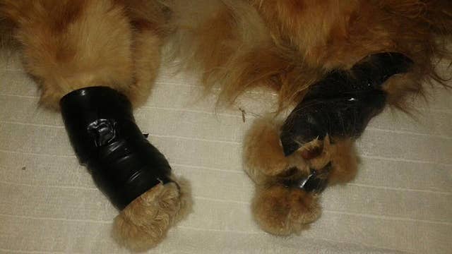 Cat recovers after being bound by duct tape