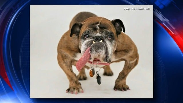 Zsa Zsa, the English bulldog, wins World's Ugliest Dog title