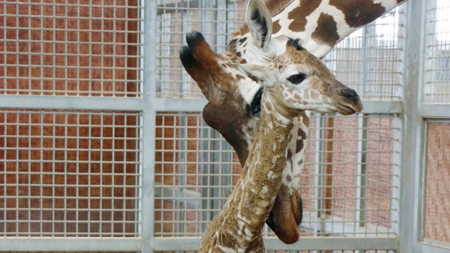 Dallas Zoo welcomes new baby giraffe