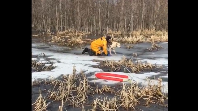 Police in Minnesota rescue beagle, lab from thin ice falls