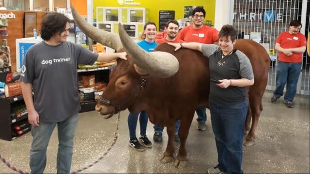Texas man brings steer to Petco to test ‘all leashed pets are welcome' policy