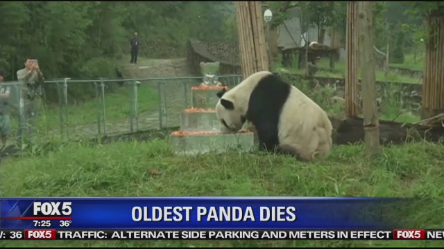 Pan Pan, world's oldest panda, dies