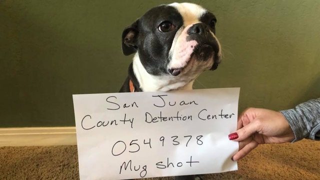 Dog 'arrested' for slaying Christmas elf toy