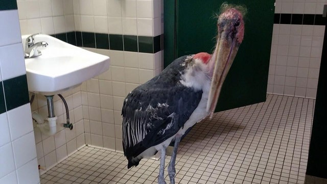 Bird Brain: Smart stork hides in zoo loo to duck hurricane