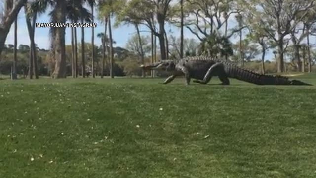 Gator traipses across South Carolina golf course