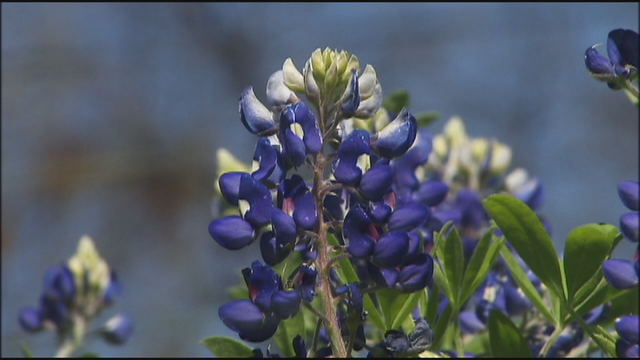 Recent rain means lush, bright wildflowers across Texas