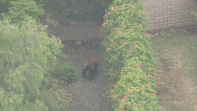 Bear struck by car in La Verne euthanized due to injuries