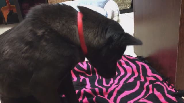 Dog from Korean 'meat farm' learns how to lie down on bed