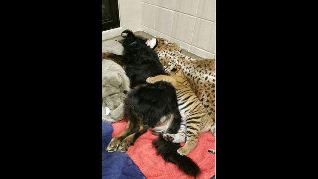 Male dog steps in as surrogate mom for tiger cubs