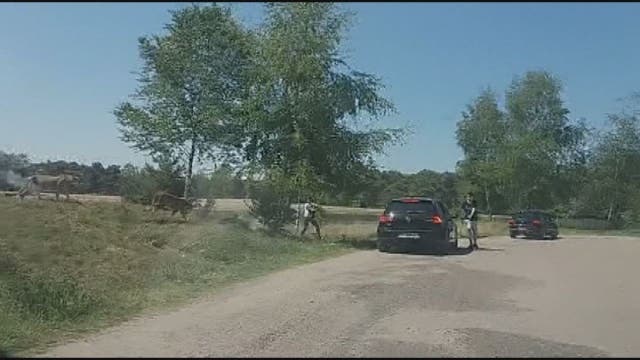 Family barely escapes cheetahs at safari park