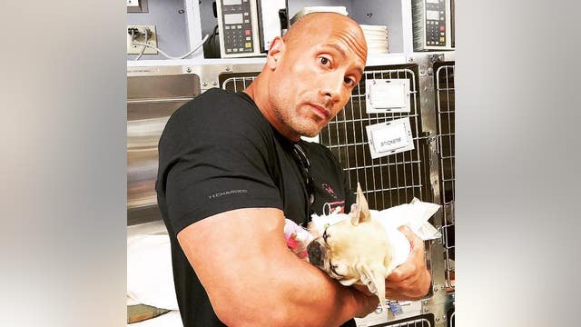The Rock's puppy dies after eating poisonous mushroom