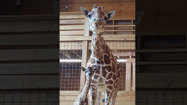 Meet 'Azizi:' April the Giraffe's baby now has a name