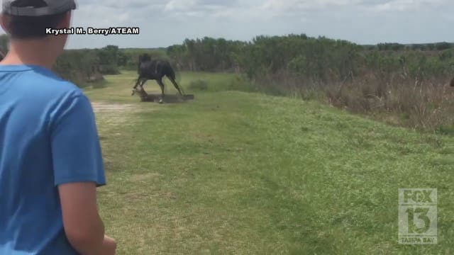 WATCH: Horse clashes with alligator in Florida state park