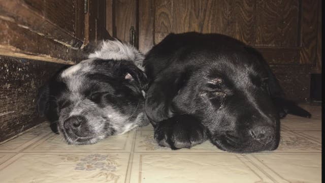Mom, daughter accidentally get each other puppies for Valentine's Day