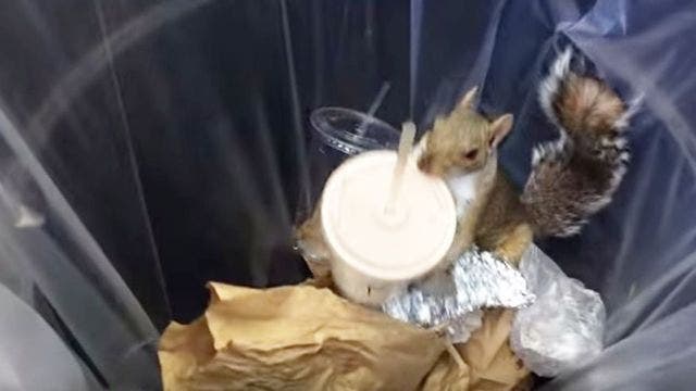 #MilkshakeSquirrel is the next #PizzaRat