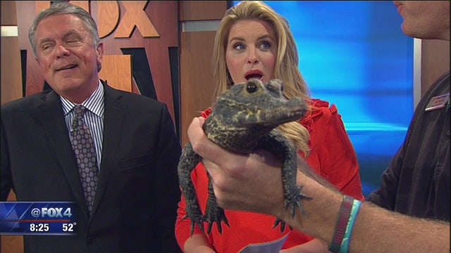 Dallas Zoo open for 'Halloween Nights'