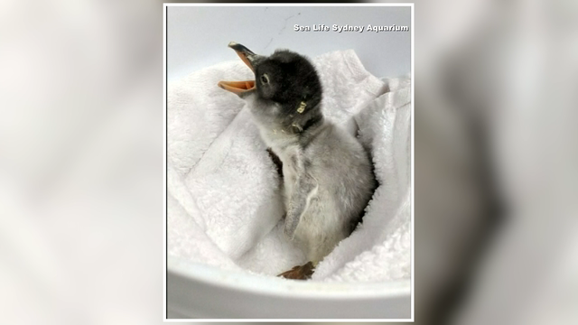 Same-sex penguin couple welcomes baby chick