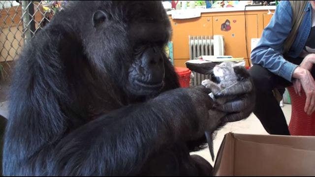 Gorilla's motherly instincts kick in when introduced to litter of kittens
