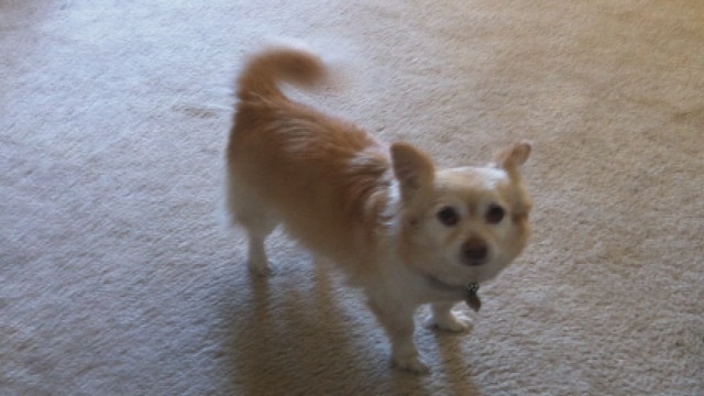 ONLY ON FOX: Coyote snatches family dog