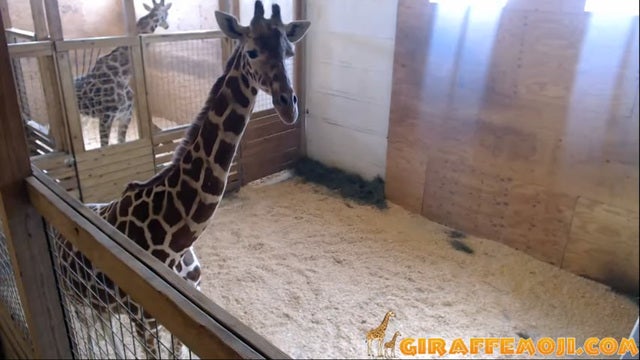 Pregnant giraffe April keeps fans on edge