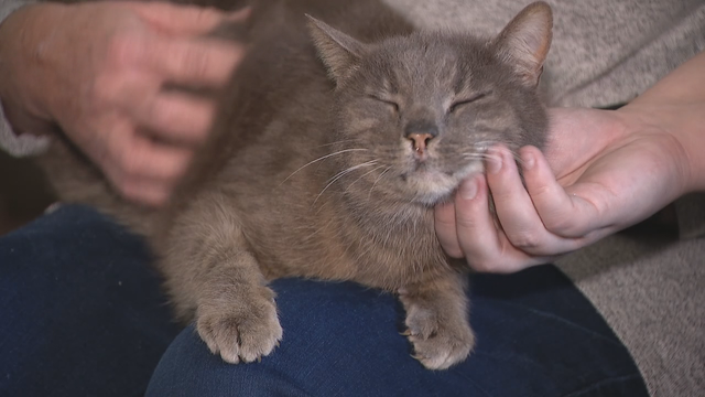 North Texas family finds cat that's been missing for more than 10 years