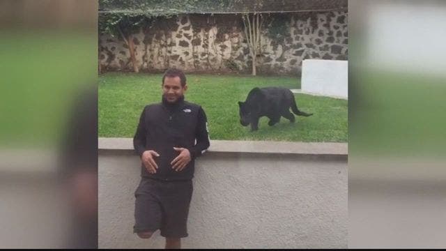 Video shows panther pouncing on man -- with a twist!