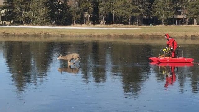 Deer stuck on frozen lake rescued by firefighters