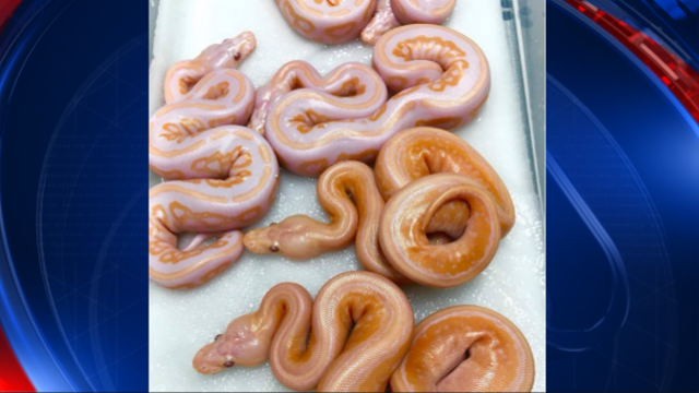Donuts or snakes? Twitter picture makes you do a double take