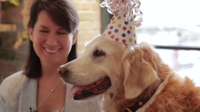 Last known living 9/11 search-and-rescue dog gets best day ever